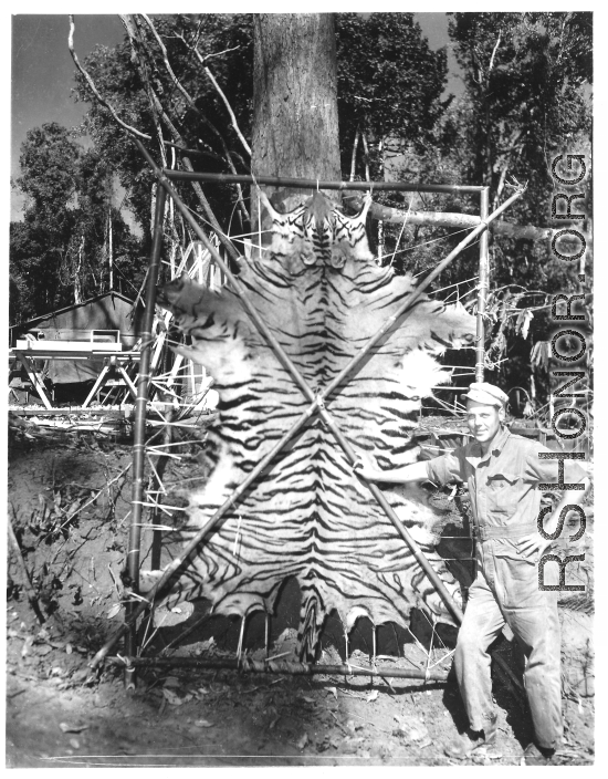 GI poses with tiger skin in Burma. Image received February 17, 1945.  Engineers of the 797th Engineer Forestry Company.  During WWII.