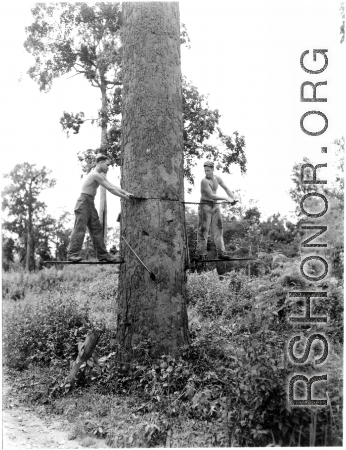 GIs cutting down trees in Burma for lumber mill.  During WWII.  797th Engineer Forestry Company.