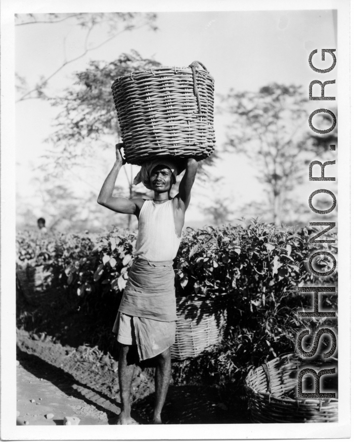 Local people in Burma near the 797th Engineer Forestry Company--people picking tea leaves, a man with a basket of leaves on his head.  During WWII.