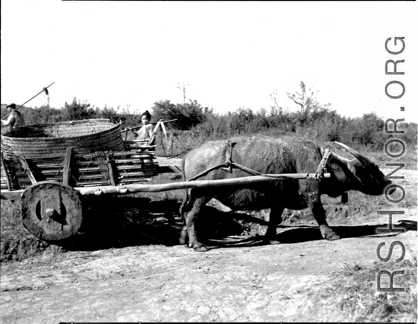 Ox cart in China during WWII.