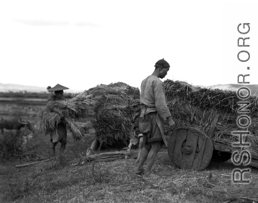 Farmers collect bundled rice stalks on wooden-wheeled carts in Yunnan Province, China, during WWII.