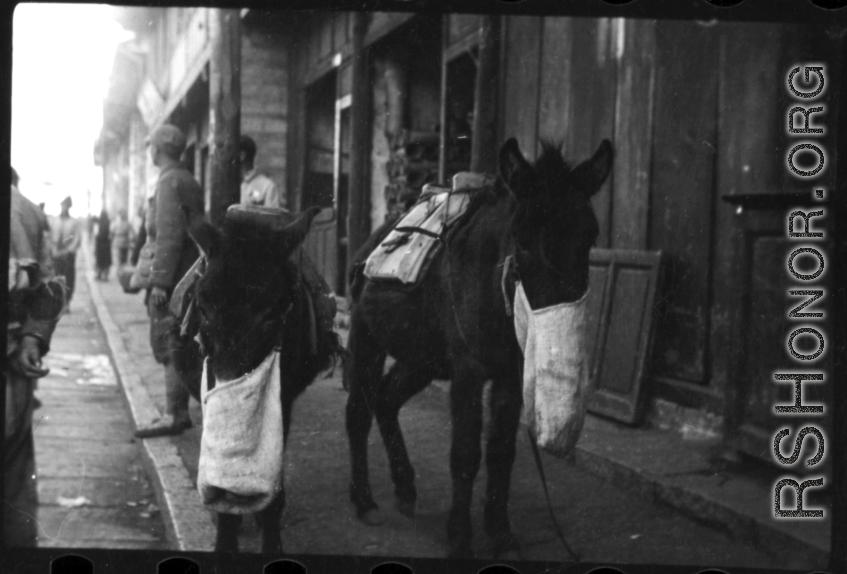 Mules eat from bags on the side of the street in a Chinese town during WWII.