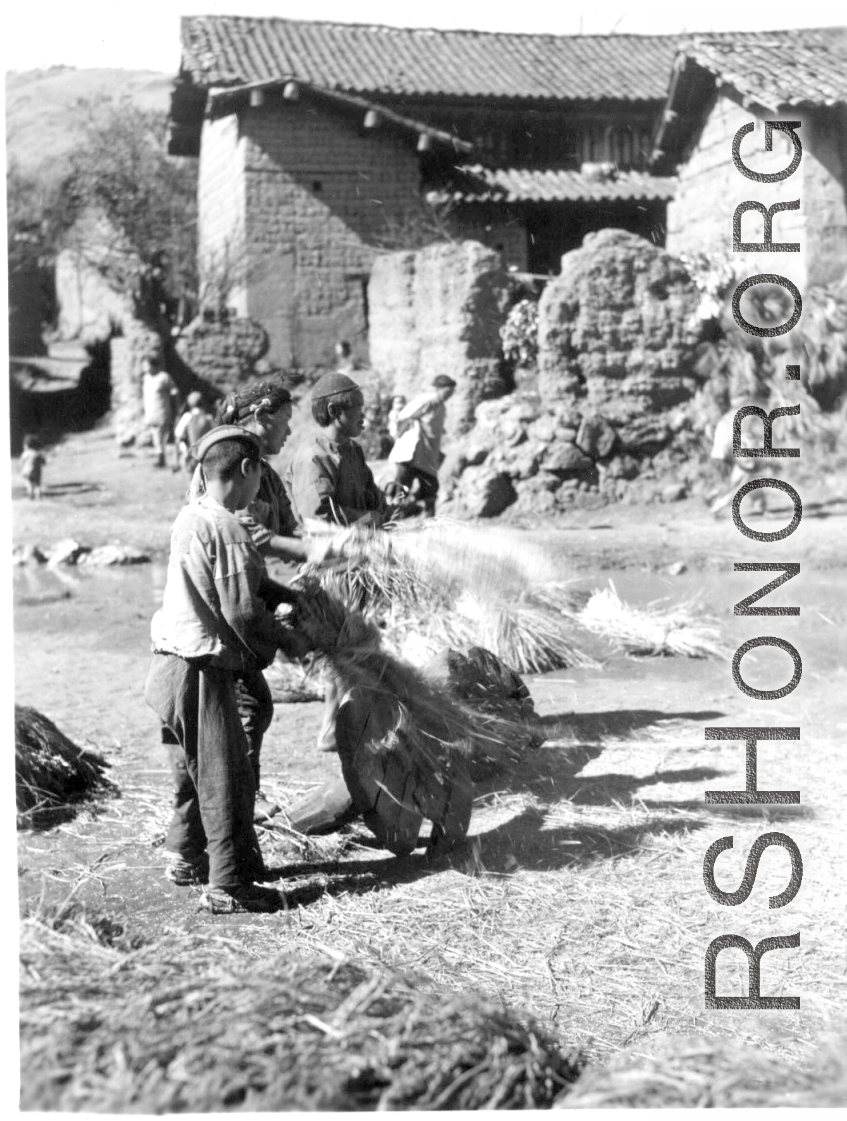 Villages threshing rice in the first village, on way to Yangkai, China 1944. During WWII.