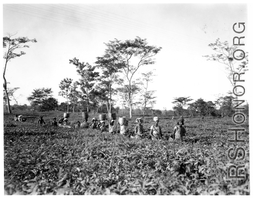 People harvesting tea.  Local people in Burma near the 797th Engineer Forestry Company.  During WWII.