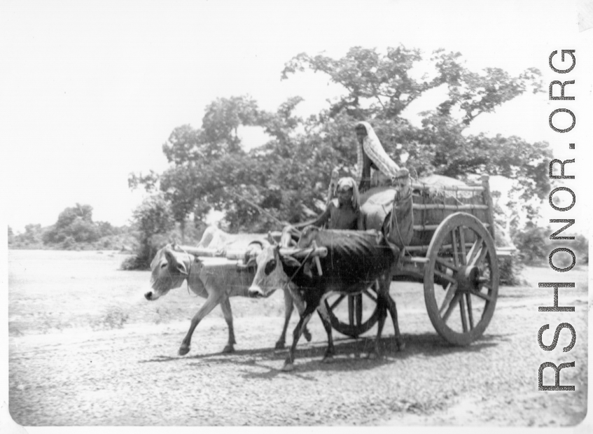 Large-wheeled ox cart in India, during WWII.