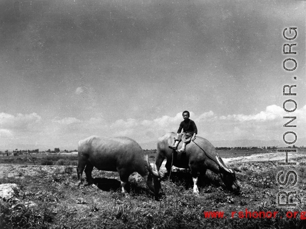 Boy riding ox in Yunnan, during WWII.