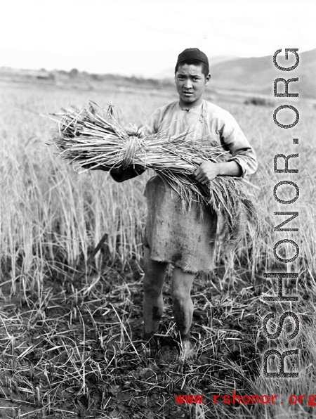 Local people in China: A farm worker bundles up rice stalks in preparation for threshing.  From the collection of Eugene T. Wozniak.