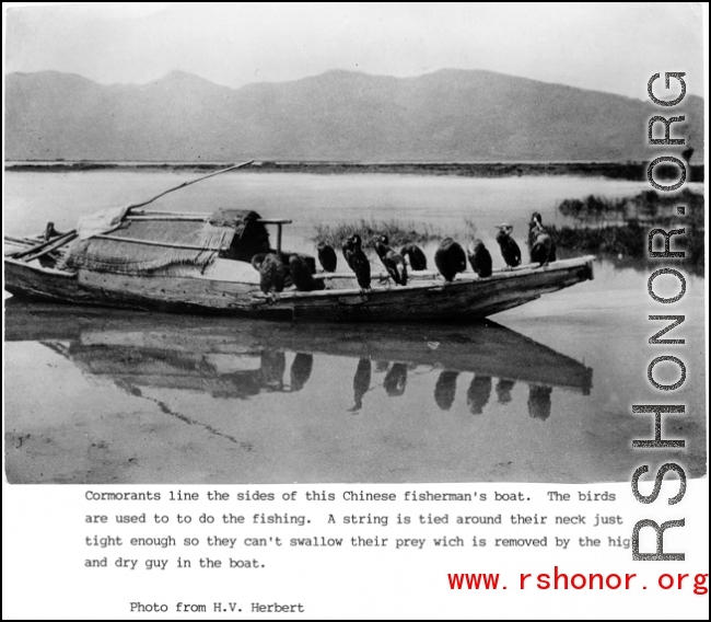 Cormorants line edge of small fishing boat in China, likely in Yunnan, near Kunming. During WWII.  Photo from H. V. Herbert.