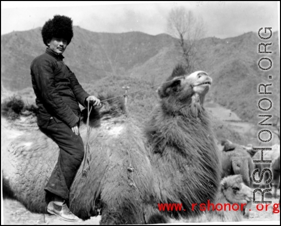 American soldier or special operative riding a camel in northern China during WWII.