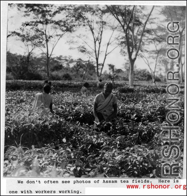 Laborers picking tea leaves in Assam, India, during WWII.
