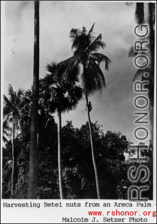 Harvesting Betel nuts from an Areca Palm during WWII in the CBI.   Photo from Malcolm J. Setzer
