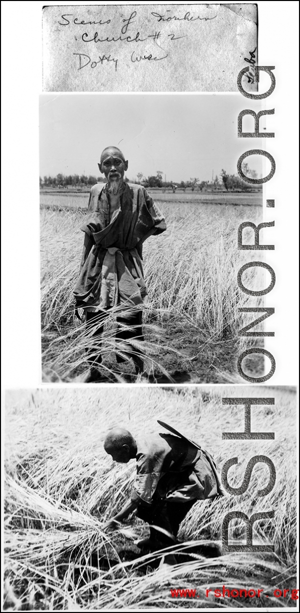 An old man harvesting wheat in northern China during WWII.  Images provided by Dorothy Yuen Leuba.