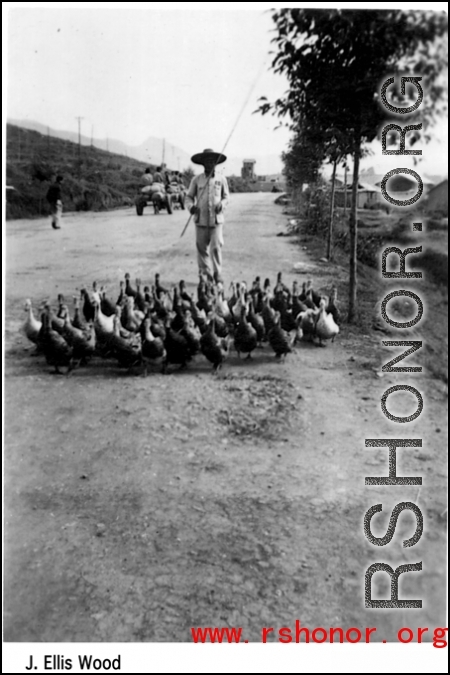 A Chinese farmer and gaggle of ducks in SW China during WWII.  Photo from J. Ellis Wood.