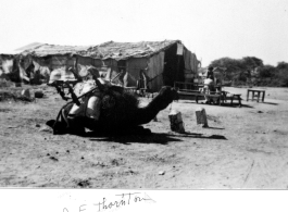 A camel in front of a "tea shop" in northern China. In the CBI during WWII.  Photo from J. E. Thornton.