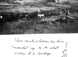 US mules and horses are being marched away to be shot by GI cowboys during WWII in the CBI. 1946. Remount Depot at Barapani, India  Photo from Ed Rock, Jr.