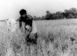 Man working in farm field in India.  Local images provided to Ex-CBI Roundup by "P. Noel" showing local people and scenes around Misamari, India.    In the CBI during WWII.