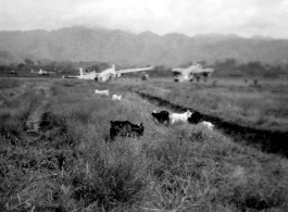 "This Is A View Of Our Salvage Area At Liangshan,China. The Goats In The Picture Were A Problem And Almost Got Ralph O'Connor Court Martialed."