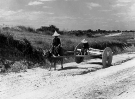 An ox pulls a large wooden-wheel cart at Liuzhou during WWII.