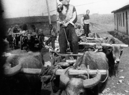 Farmer rides ox cart on base, likely at Luliang. During WWII.