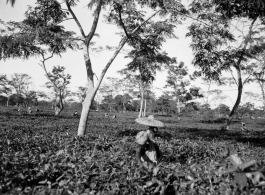 Local people in Burma near the 797th Engineer Forestry Company--people picking tea leaves.  During WWII.