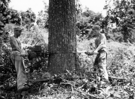 GIs cutting down trees in Burma for lumber mill.  During WWII.  797th Engineer Forestry Company.