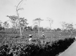 Local people in Burma near the 797th Engineer Forestry Company--people picking tea leaves.  During WWII.