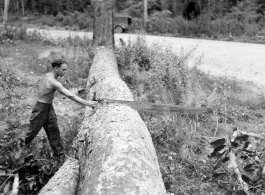 GIs cutting bucking downed trees in Burma for lumber mill.  During WWII.  797th Engineer Forestry Company.