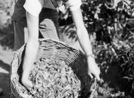 GI checks out basket of fresh-picked tea leaves in Burma.  During WWII.