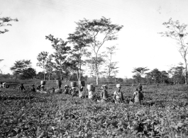 People harvesting tea.  Local people in Burma near the 797th Engineer Forestry Company.  During WWII.