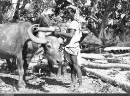 Indian farmer with oxen in Gushkara, India, during WWII.