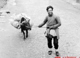 A refugee tugs on an ox near either Liuzhou or Guilin during the evacuation before the Japanese Ichigo advance in 1944, in Guangxi province.