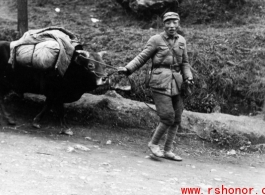 A retreating Chinese soldier pulls and ox while fleeing around either Liuzhou or Guilin during the evacuation before the Japanese Ichigo advance in 1944, in Guangxi province.