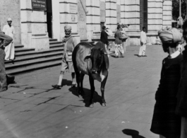 Sacred Cow In Chowringee, Calcutta, during WWII.