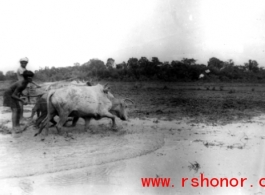 Plowing with cows in India.  Local images provided to Ex-CBI Roundup by "P. Noel" showing local people and scenes around Misamari, India.  In the CBI during WWII.