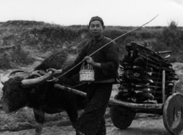 Chinese farmer with ox cart of firewood in SW China during WWII.  Photo from Jay Curtis.