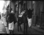 Mules eat from bags on the side of the street in a Chinese town during WWII.