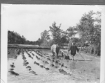 Scenes in Kunming, China, area during WWII: Farmer plowing flooded rice paddy.