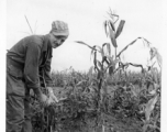 GI inspecting corn on the stalk in a planted area in Yunnan, China, during WWII.