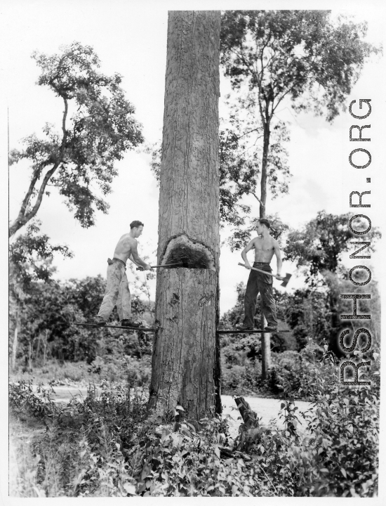 GIs cutting down trees in Burma for lumber mill.  During WWII.  797th Engineer Forestry Company.