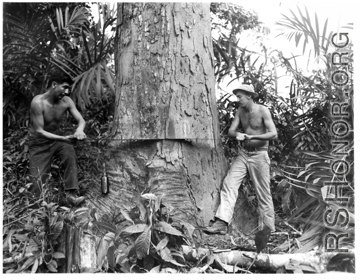 GIs cutting down trees in Burma for lumber mill.  During WWII.  797th Engineer Forestry Company.