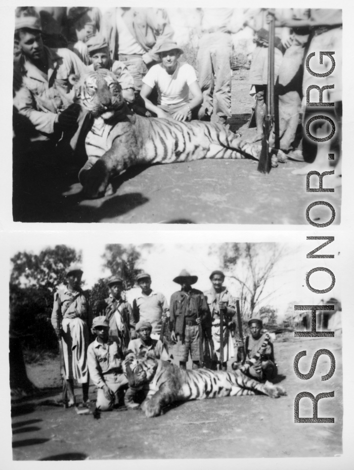 People pose with tiger in Burma.  Engineers of the 797th Engineer Forestry Company.  During WWII.