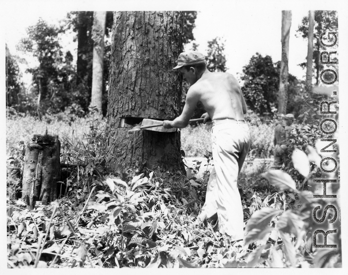 GIs cutting down trees in Burma for lumber mill.  During WWII.  797th Engineer Forestry Company.