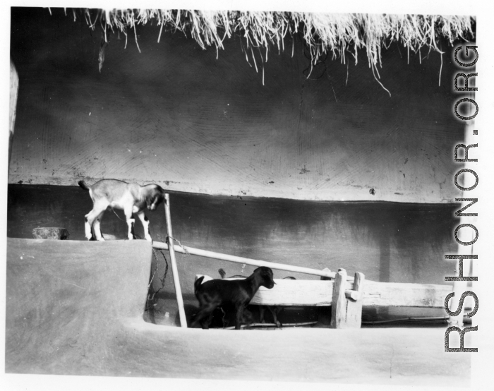 Baby goats frolic by a "dhenki" foot lever used for dehusking grain. India.  Scenes in India witnessed by American GIs during WWII. For many Americans of that era, with their limited experience traveling, the everyday sights and sounds overseas were new, intriguing, and photo worthy.
