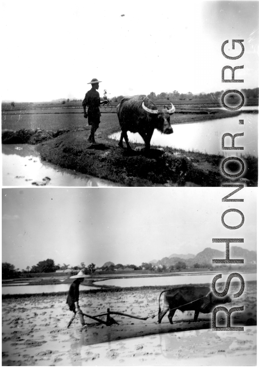 A farmer plows rice paddies in Guangxi province, China, during WWII.