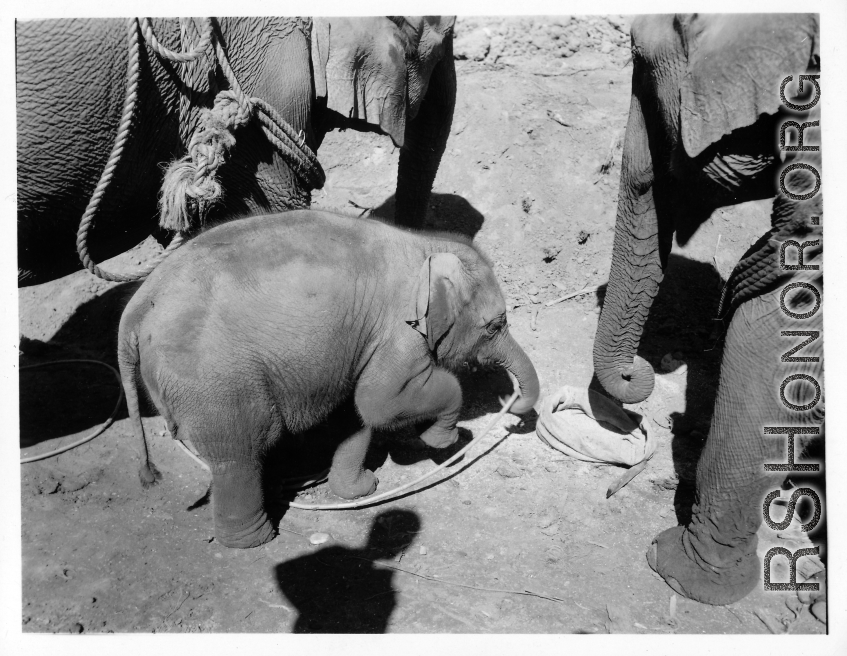 Local people in Burma near the 797th Engineer Forestry Company--domesticated elephants, assisting in logging in some cases.  During WWII.