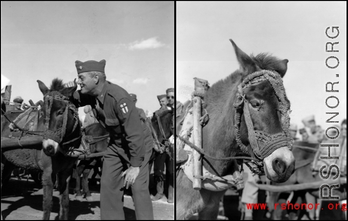 An American GI whispers encouragement to a donkey at a "race" arranged at Guilin during WWII.