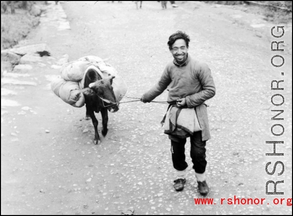 A refugee tugs on an ox near either Liuzhou or Guilin during the evacuation before the Japanese Ichigo advance in 1944, in Guangxi province.