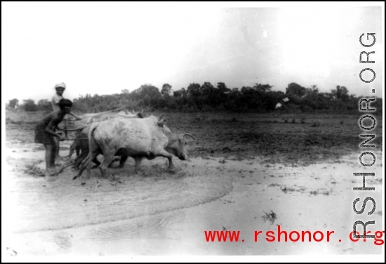 Plowing with cows in India.  Local images provided to Ex-CBI Roundup by "P. Noel" showing local people and scenes around Misamari, India.  In the CBI during WWII.