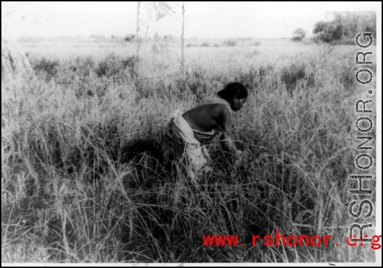 A woman working in a field in India during WWII.  Image from P. Noel.