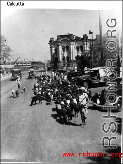 Goats being herded in Calcutta, India, during WWII.